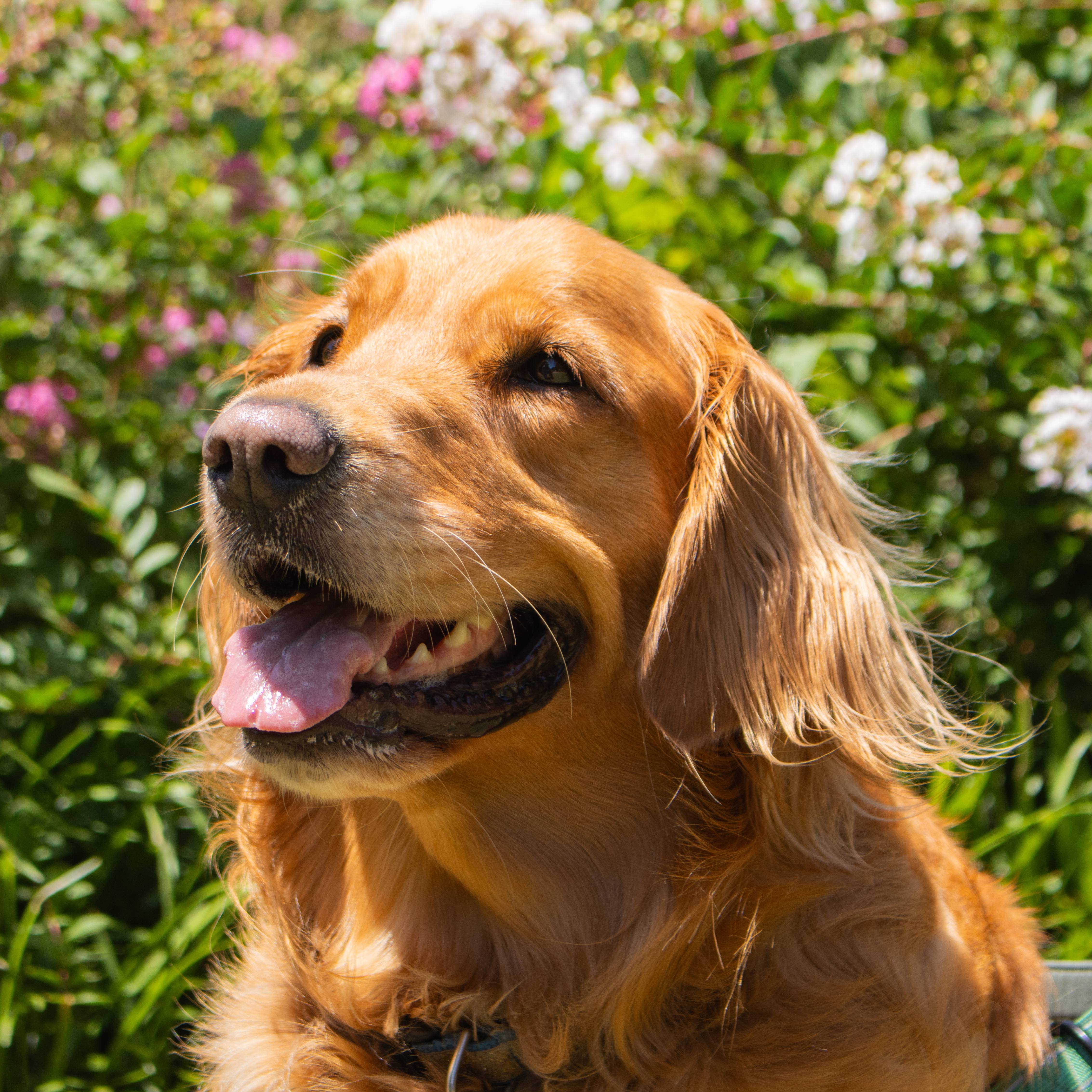 golden retriever in front of floral background